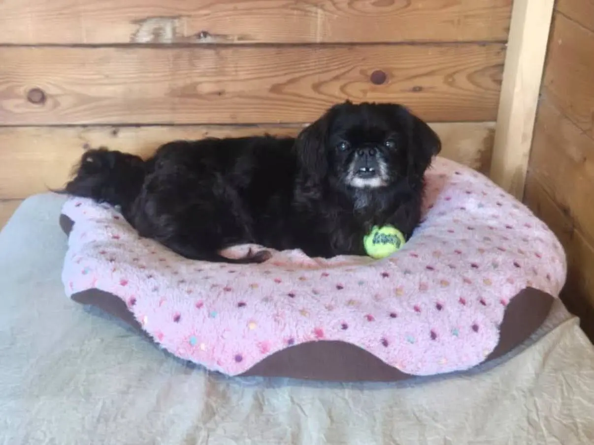 Adotta un cane, taglia piccola, femmina, Latina