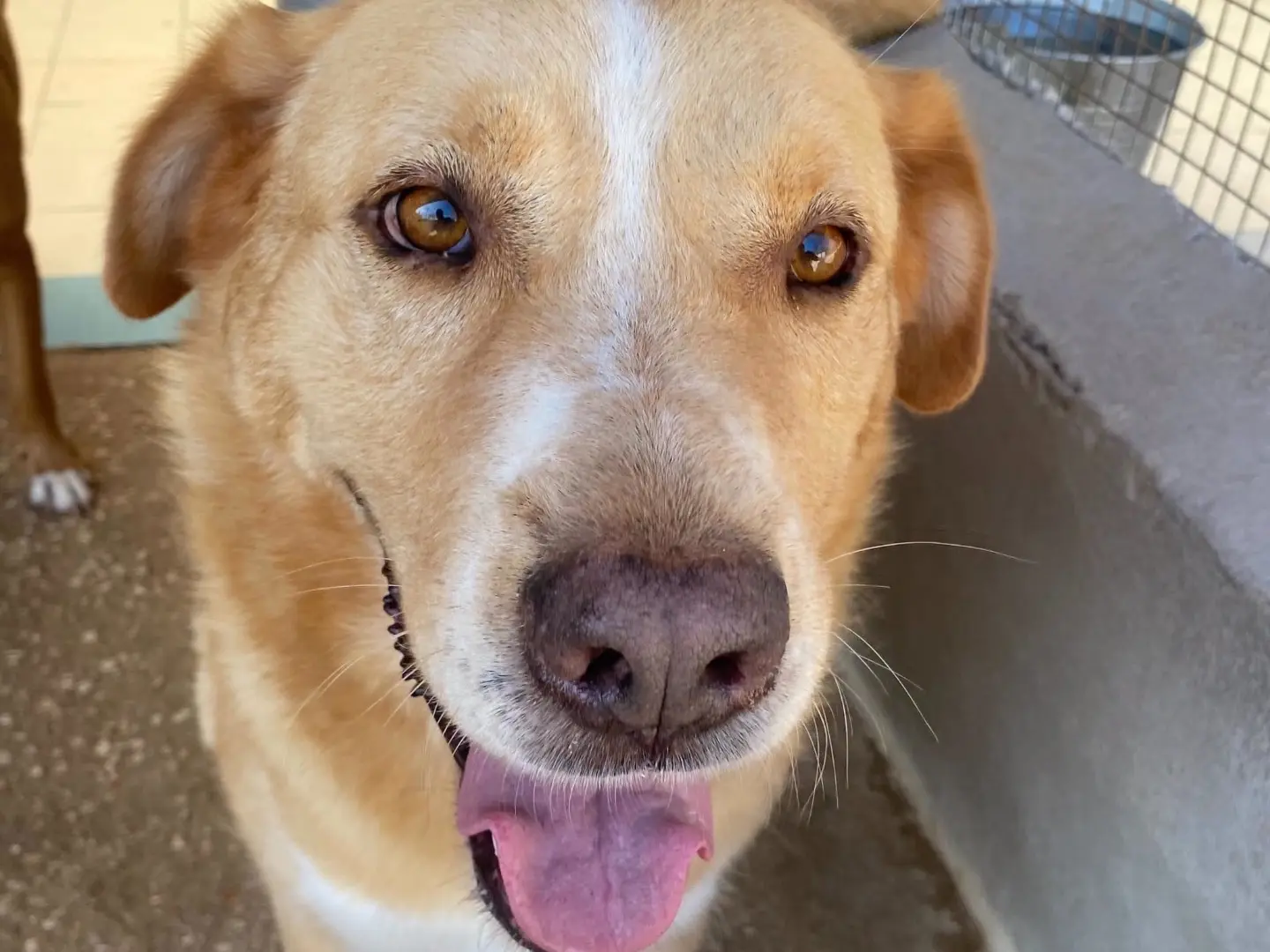 Adotta un cane, maschio, 8 anni e 1 mese, Monza