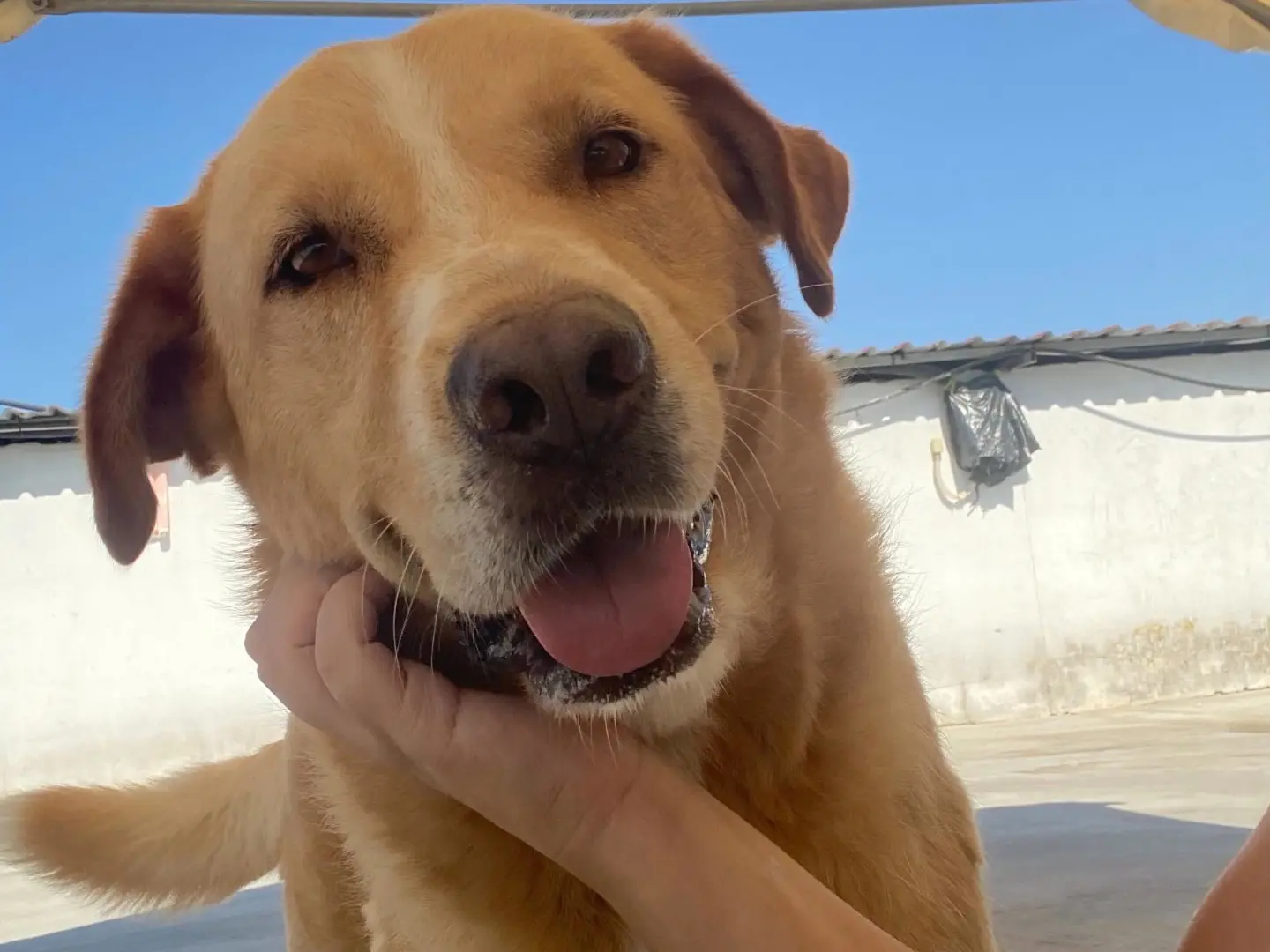 Adotta un cane, taglia grande, maschio, Monza