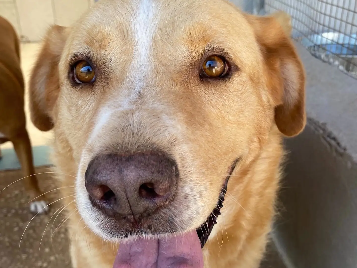Adozione cane, maschio, Labrador Retriever Razza sconosciuta, 8 anni e 1 mese, taglia grande, Monza