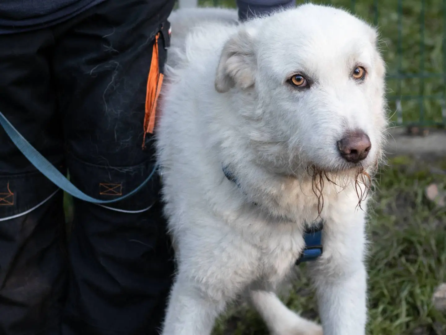 Adotta un cane, maschio, 6 anni e 8 mesi, Siena