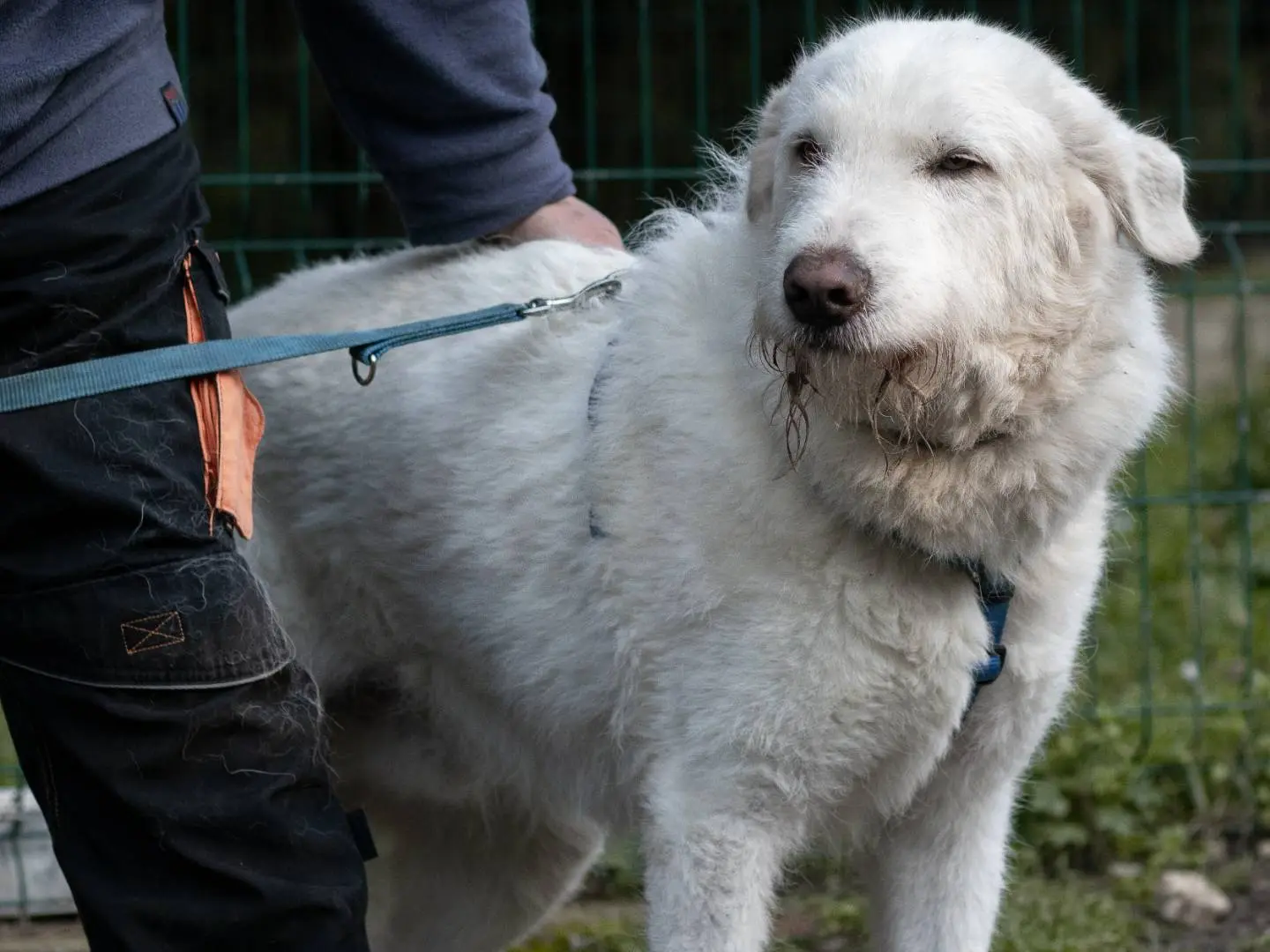 Adotta un cane, taglia grande, maschio, Siena