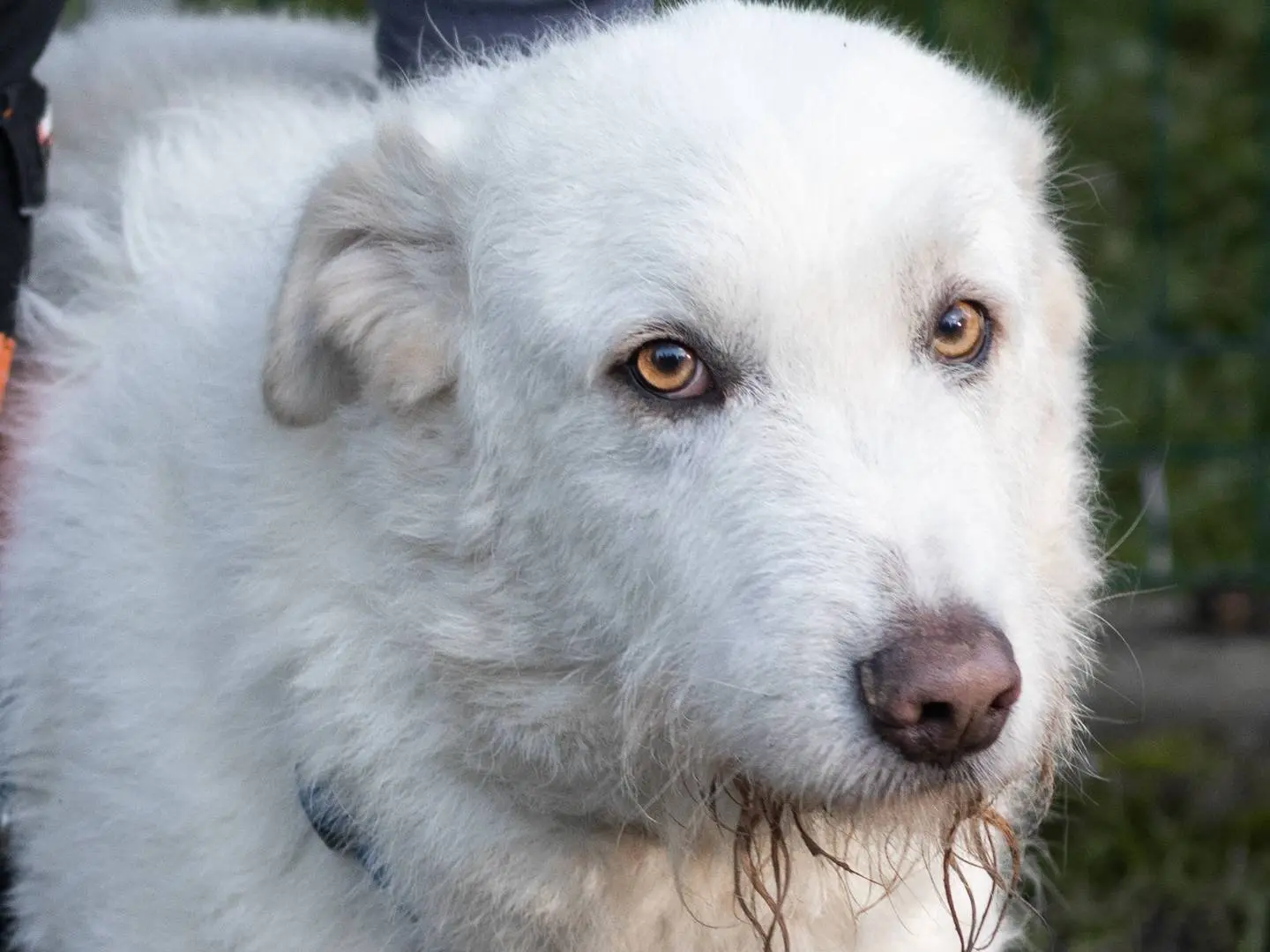 Adozione cane, maschio, Razza sconosciuta Razza sconosciuta, 6 anni e 8 mesi, taglia grande, Siena