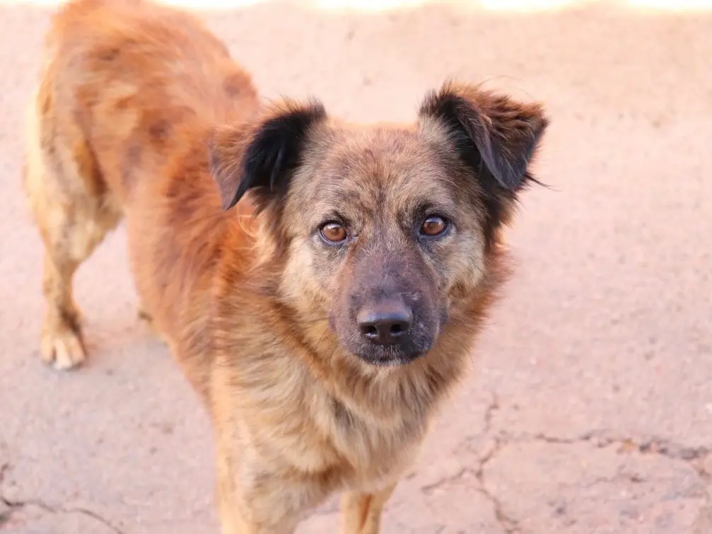 Adotta un cane, maschio, 5 anni e 8 mesi, Sud