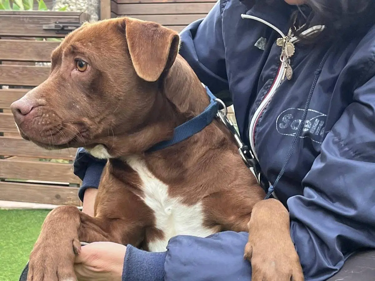 Vuoi adottare un cane a Siracusa?