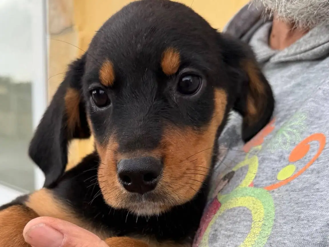 Adozione cane, femmina, Setter Inglese Razza sconosciuta, 2 mesi, taglia media, Matera