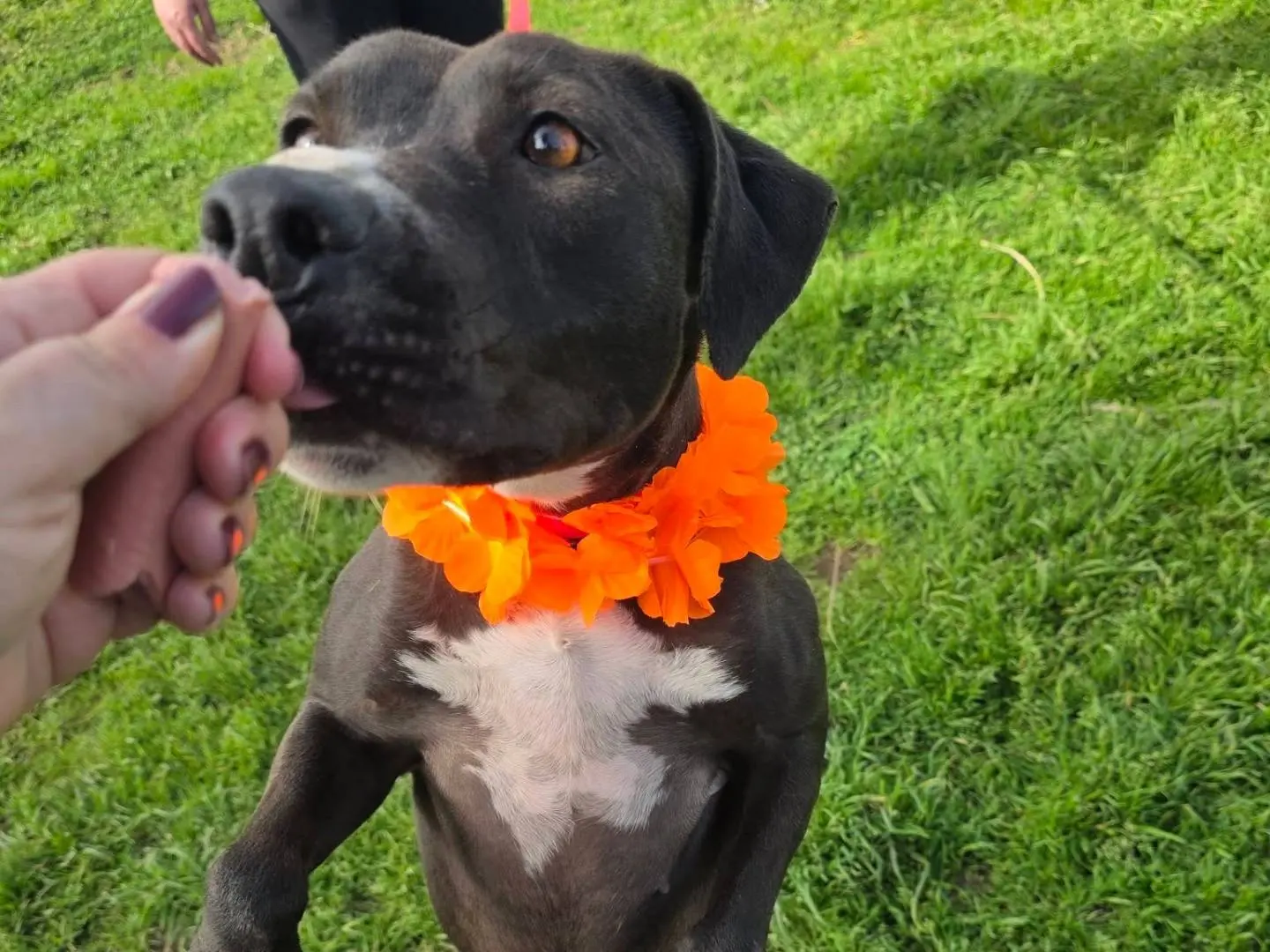 Vuoi adottare un cane a Caserta?