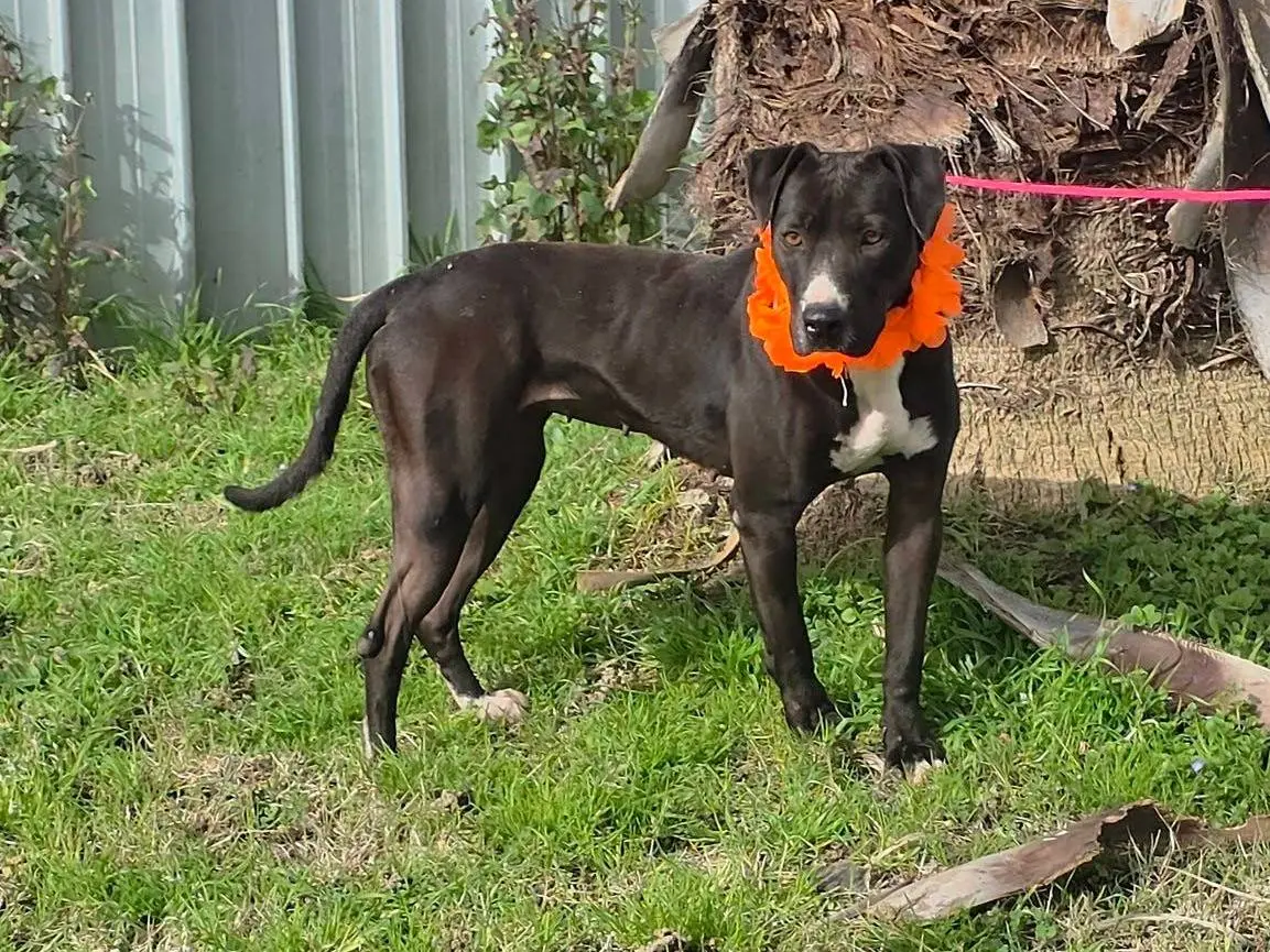 Adotta un cane, femmina, 3 anni e 2 mesi, Caserta