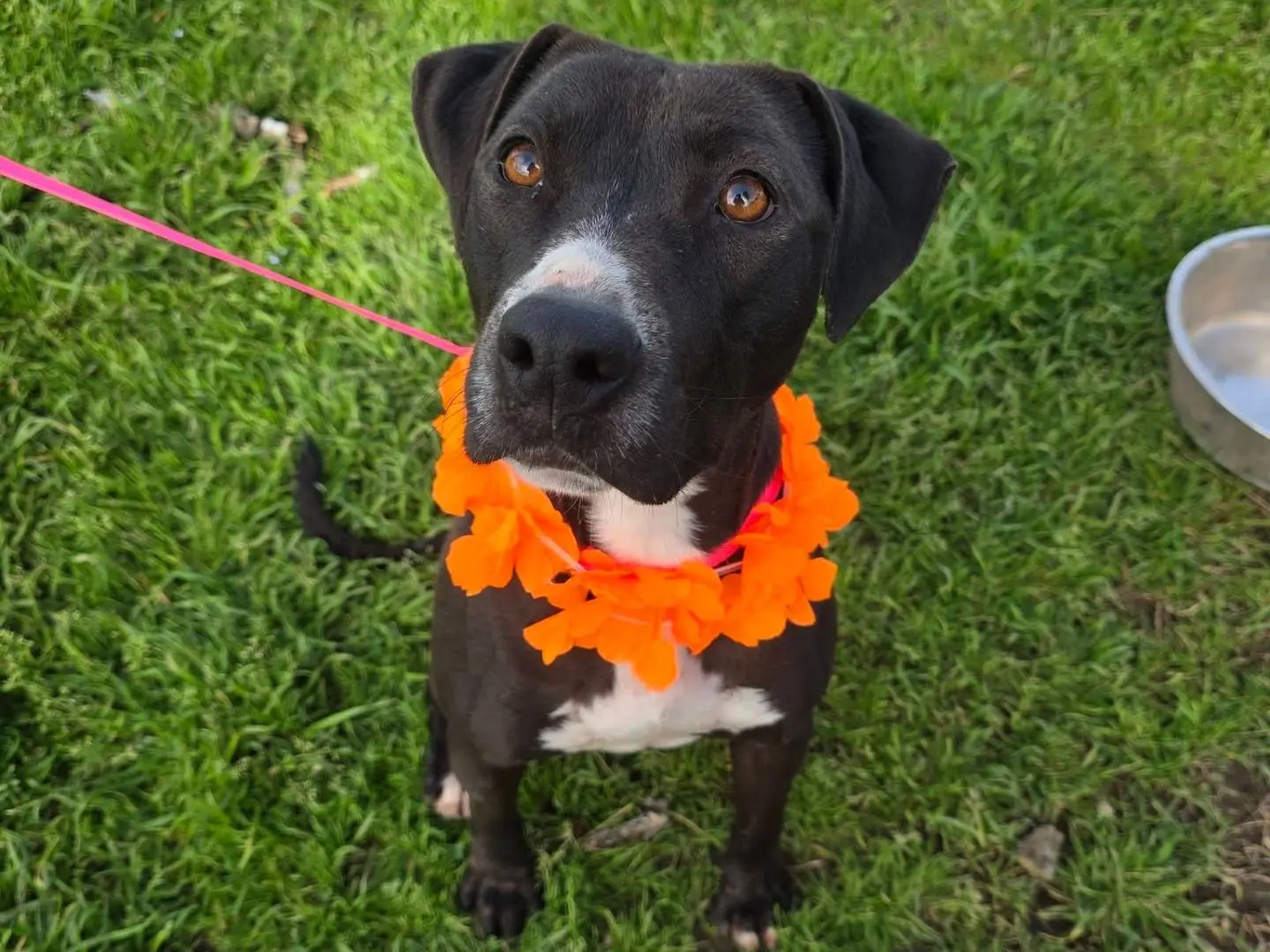 Adozione cane, femmina, Razza sconosciuta Razza sconosciuta, 3 anni e 2 mesi, taglia media, Caserta