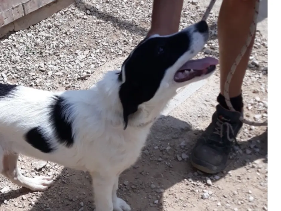 Adotta un cane, maschio, 5 anni e 9 mesi, Latina