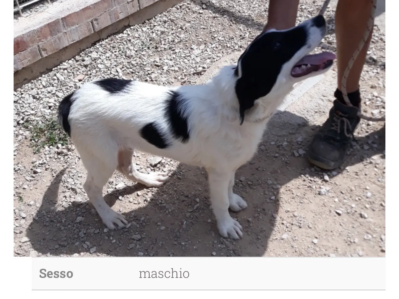 Adozione cane, maschio, Razza sconosciuta Razza sconosciuta, 5 anni e 9 mesi, taglia piccola, Latina