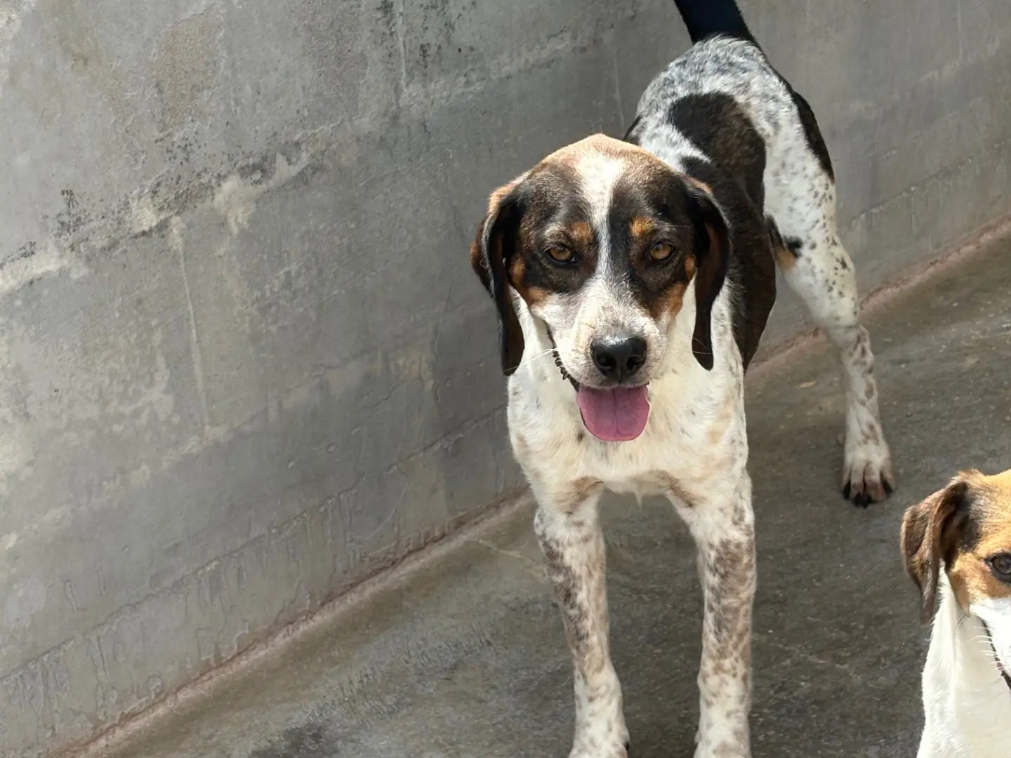Adotta un cane, maschio, 2 anni, Frosinone