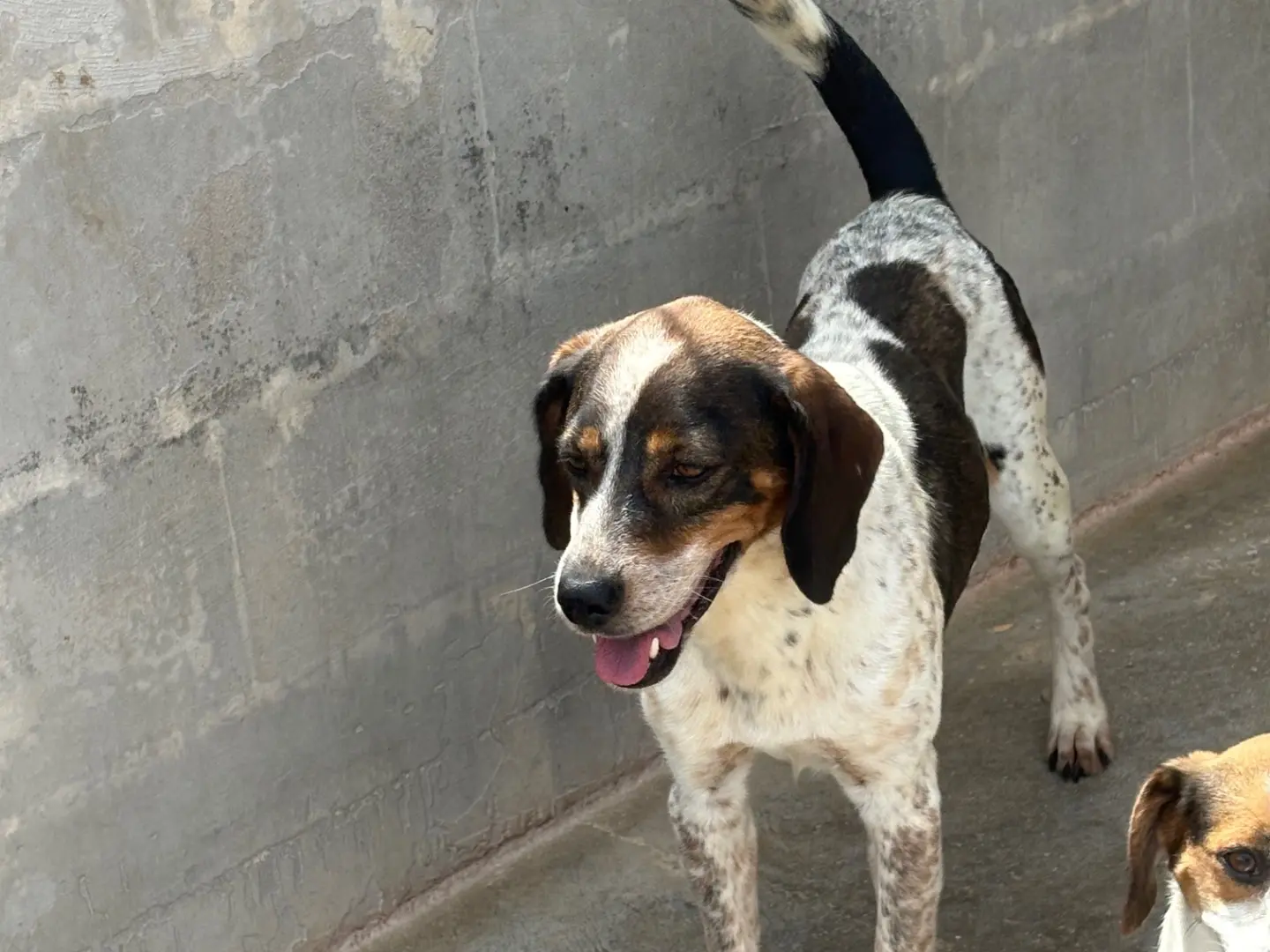 Adotta un cane, taglia media contenuta, maschio, Frosinone