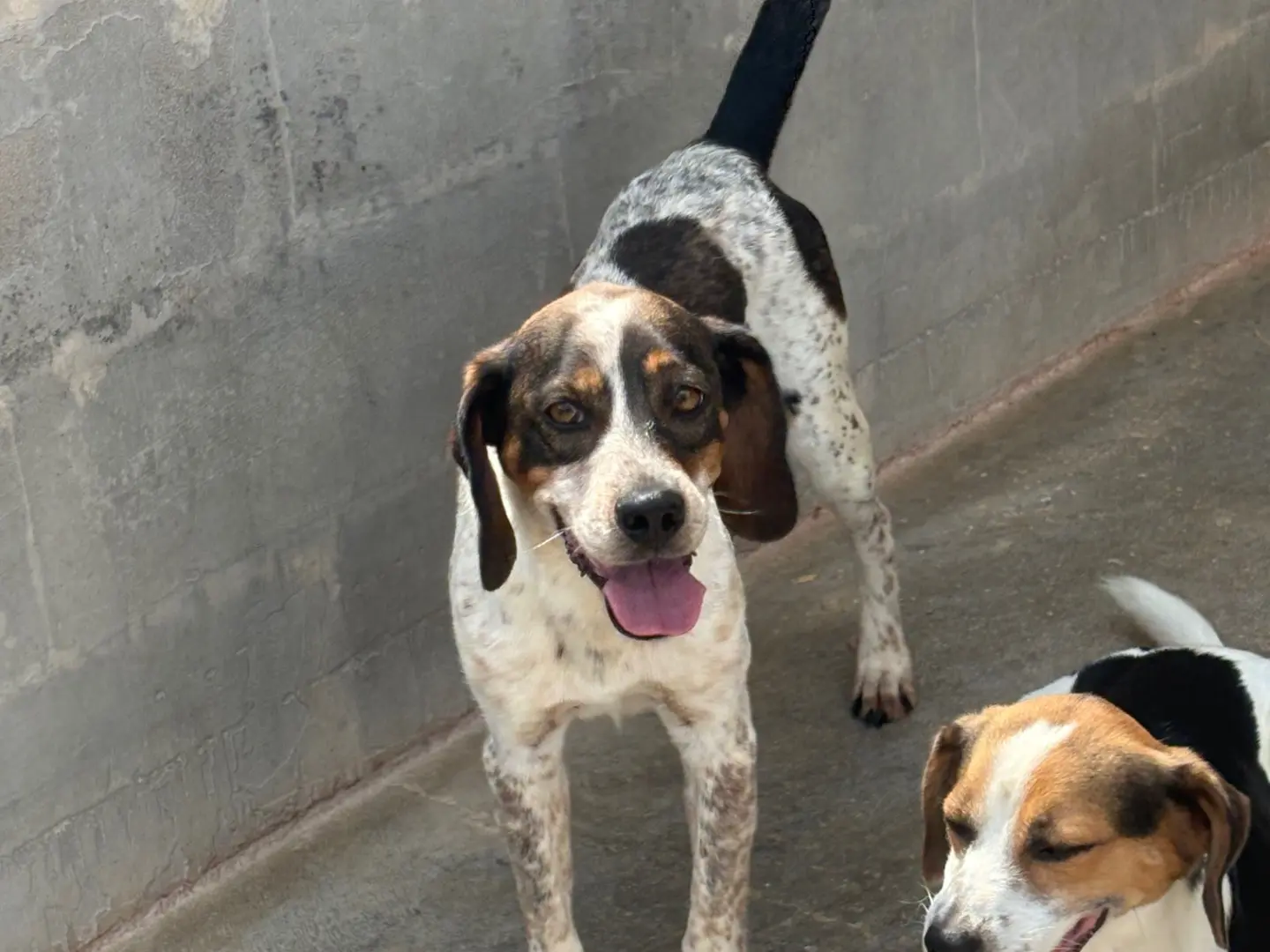 Adozione cane, maschio, Razza sconosciuta Razza sconosciuta, 2 anni, taglia media contenuta, Frosinone