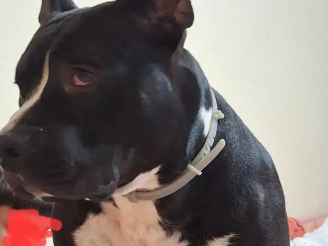 Adotta un cane, maschio, 3 anni e 4 mesi, Mantova