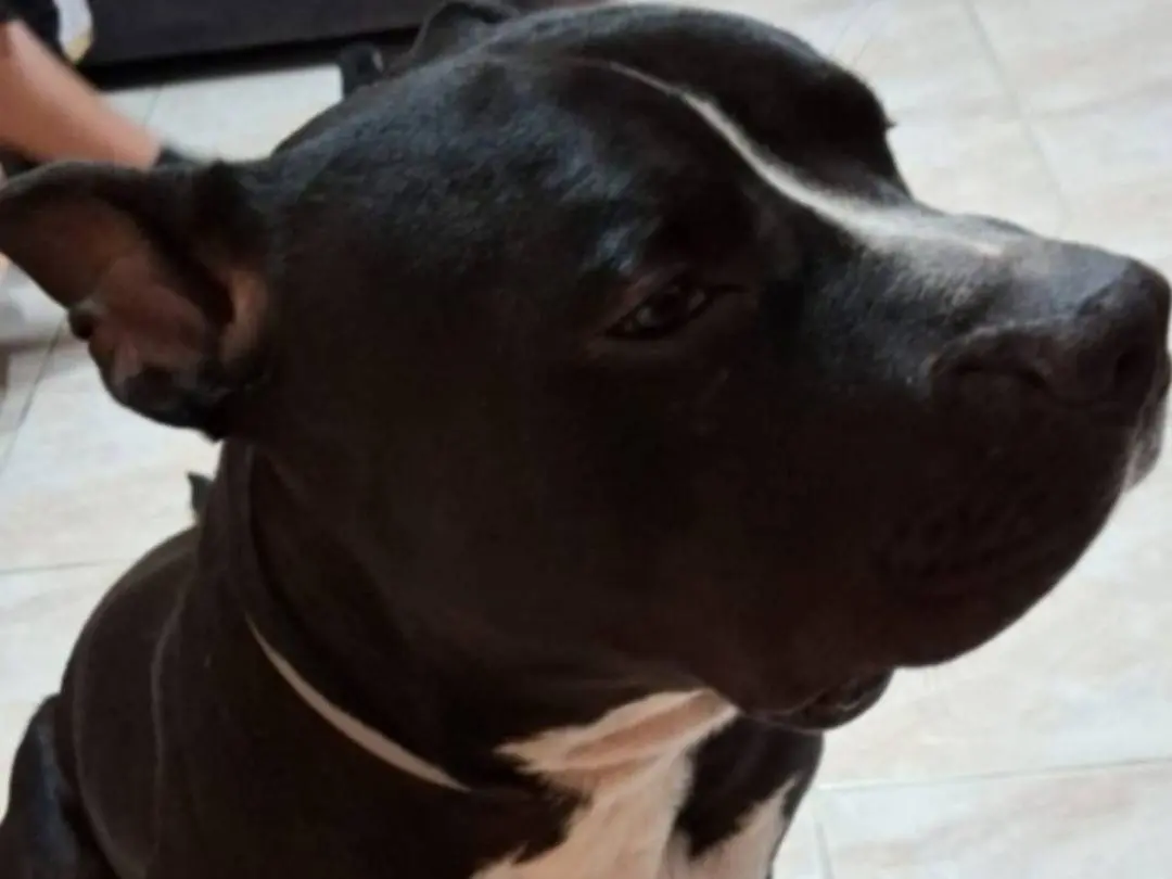 Adotta il cane Aaron a Mantova