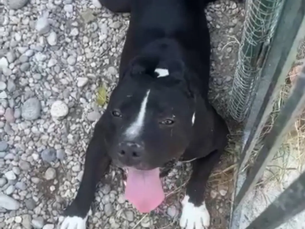 Adozione cane, maschio, Amstaff Razza sconosciuta, 3 anni e 4 mesi, taglia grande, Mantova