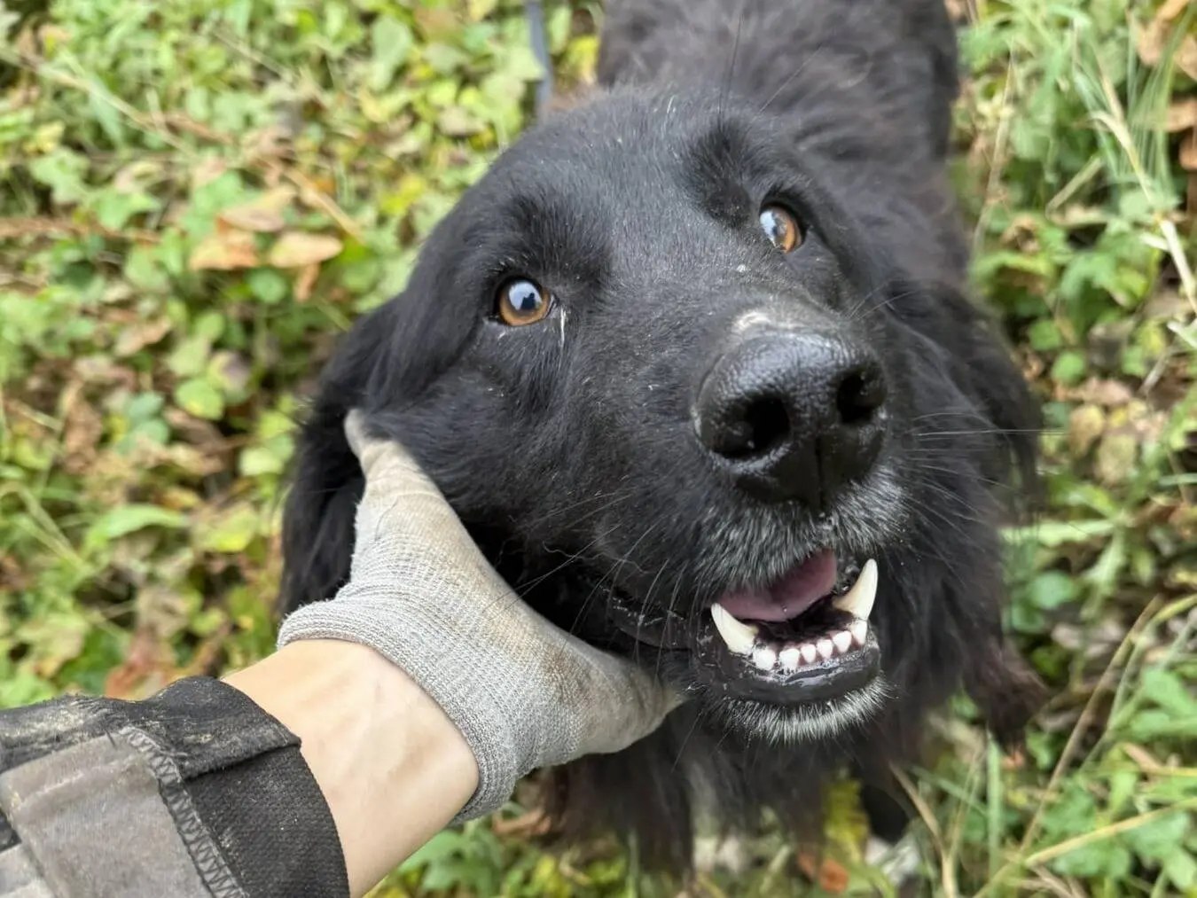 Adotta un cane, taglia grande, maschio, Firenze