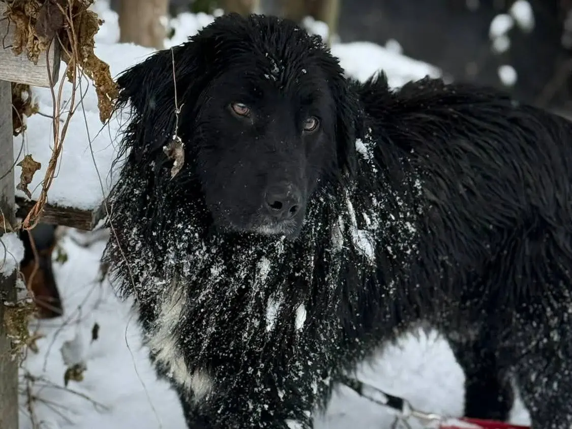 Adotta il cane KUMBA a Firenze