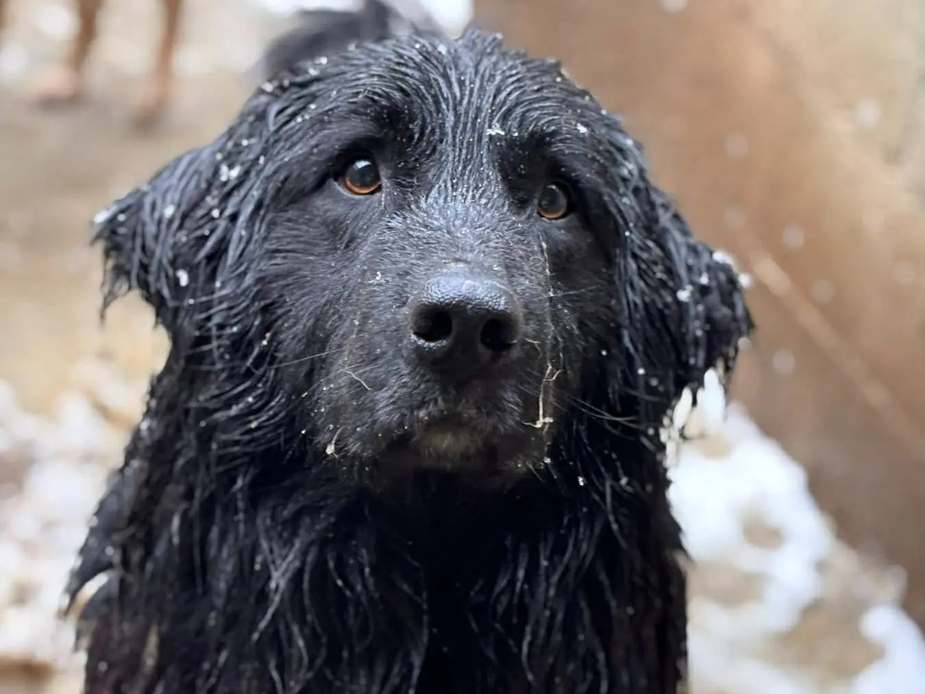 Adozione cane, maschio, Razza sconosciuta Razza sconosciuta, 2 anni e 5 mesi, taglia grande, Firenze