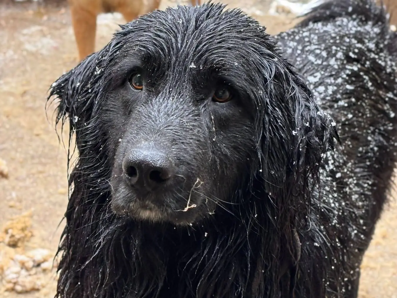 Vuoi adottare un cane a Firenze?