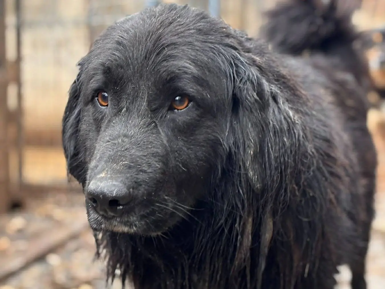 Adotta un cane, maschio, 2 anni e 5 mesi, Firenze