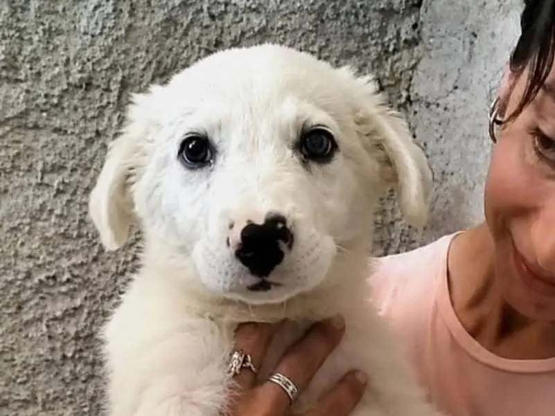 Foto 1 dell'animale