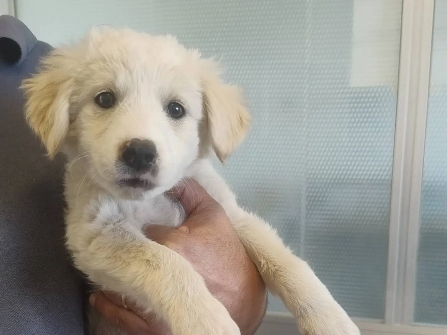 Adozione cane, maschio, Labrador Retriever Razza sconosciuta, 2 mesi, taglia media, Trapani