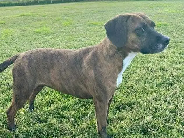 Adotta un cane, taglia media contenuta, femmina, Latina