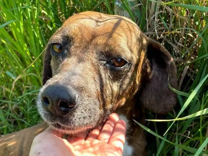 Adozione cane, femmina, Razza sconosciuta Razza sconosciuta, 7 anni e 9 mesi, taglia media contenuta, Latina