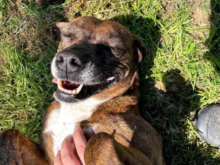 Adotta un cane, femmina, 7 anni e 9 mesi, Latina