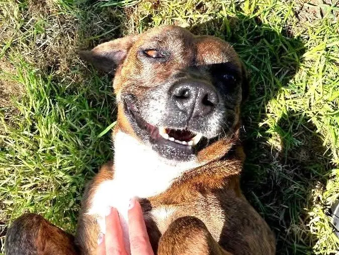 Vuoi adottare un cane a Latina?