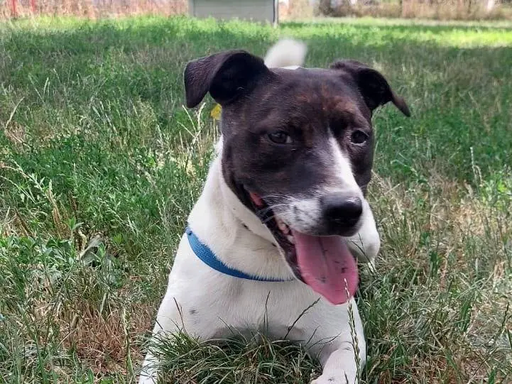 Adotta un cane, femmina, 5 anni, Milano