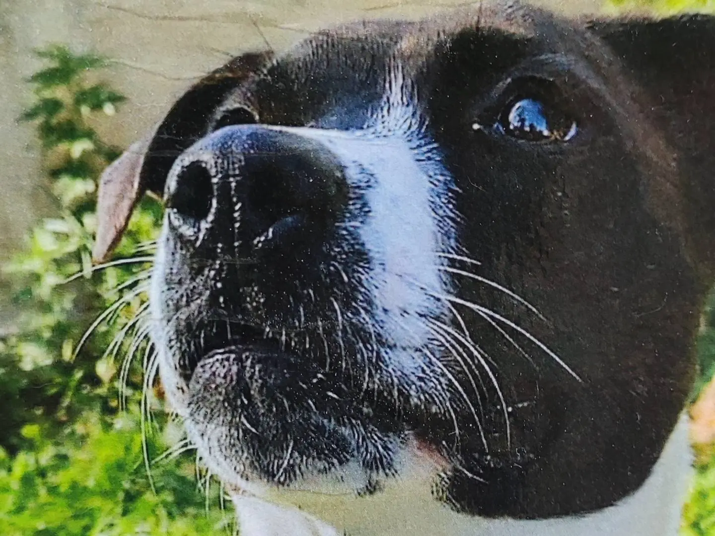 Adozione cane, femmina, Jack Russell Terrier Razza sconosciuta, 5 anni, taglia media, Milano