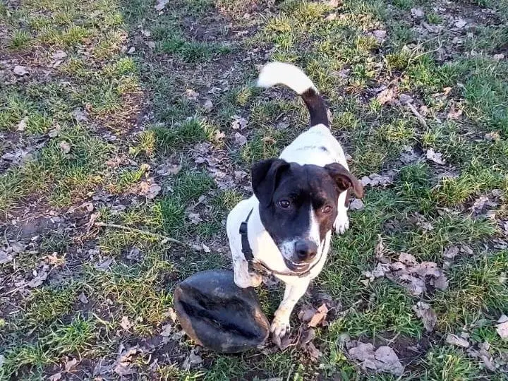 Adotta un cane, taglia media, femmina, Milano