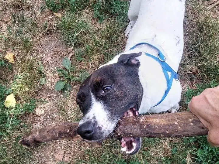 Vuoi adottare un cane a Milano?