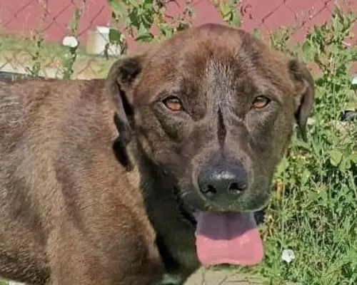 Adotta un cane, taglia media, maschio, Latina