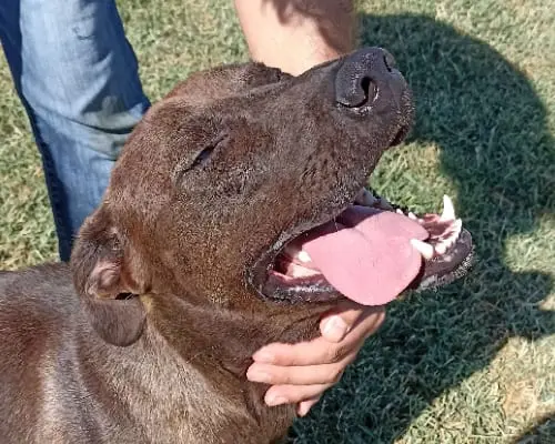 Adotta il cane Fuego a Latina
