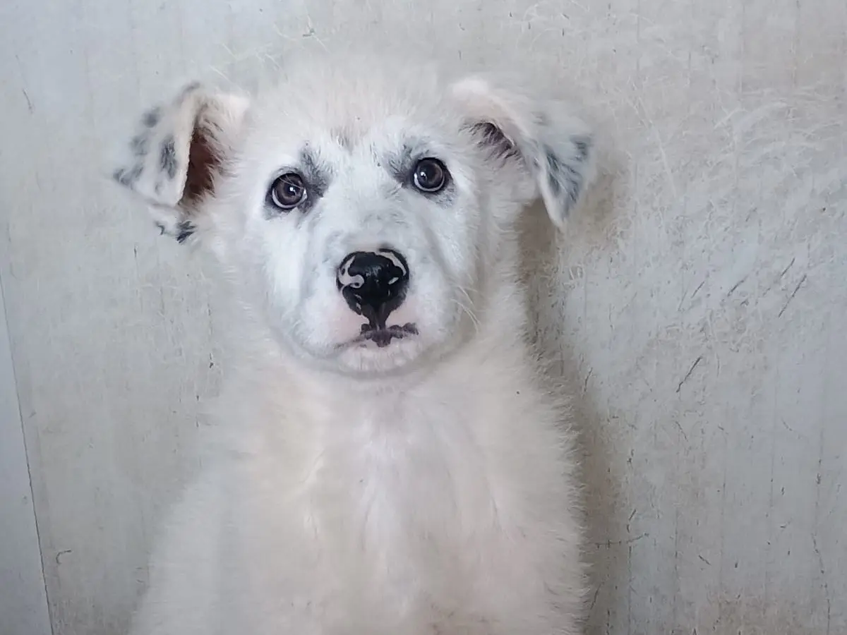 Adozione cane, maschio, Razza sconosciuta Razza sconosciuta, 11 mesi, taglia grande, Caserta