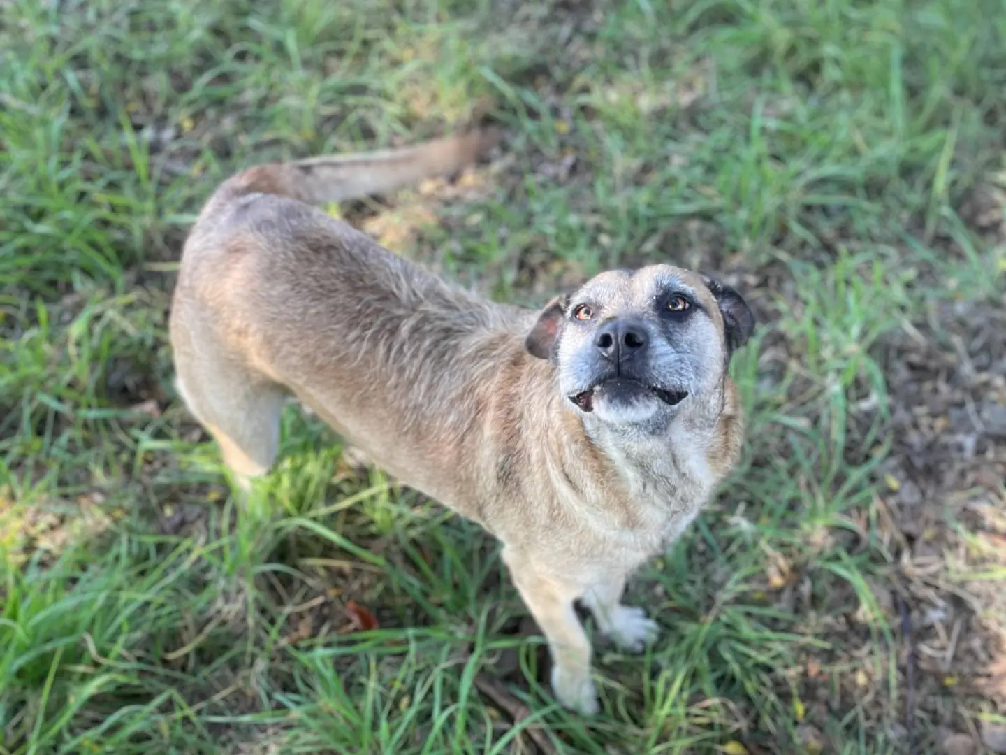 Adozione cane, femmina, Razza sconosciuta Razza sconosciuta, 7 anni, taglia media, Latina
