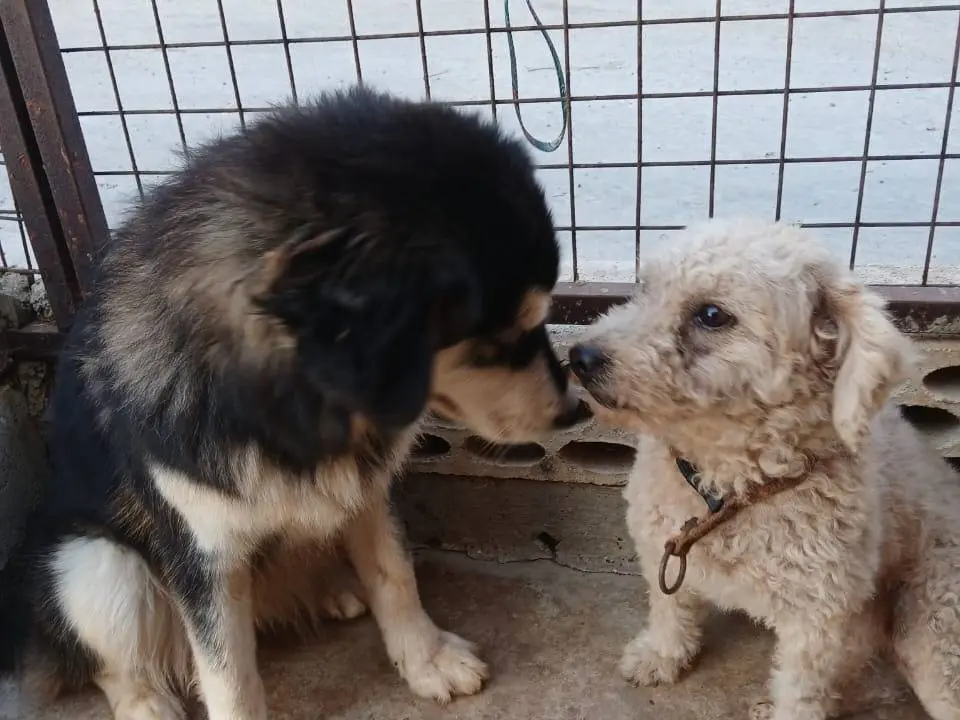 Adotta un cane, taglia piccola, femmina, Milano