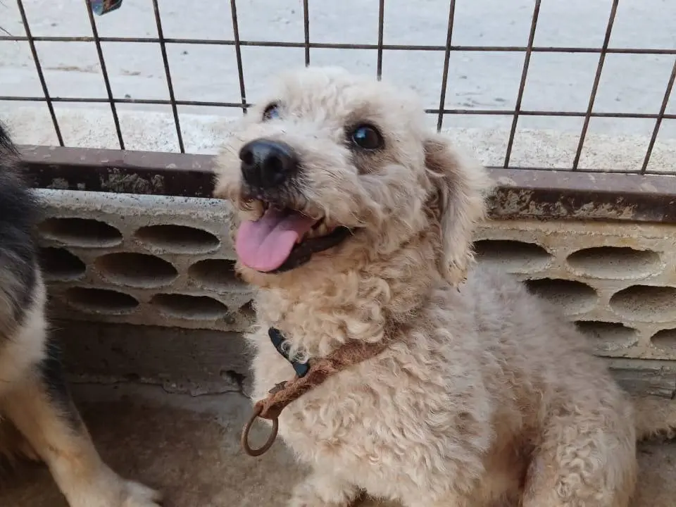 Vuoi adottare un cane a Milano?
