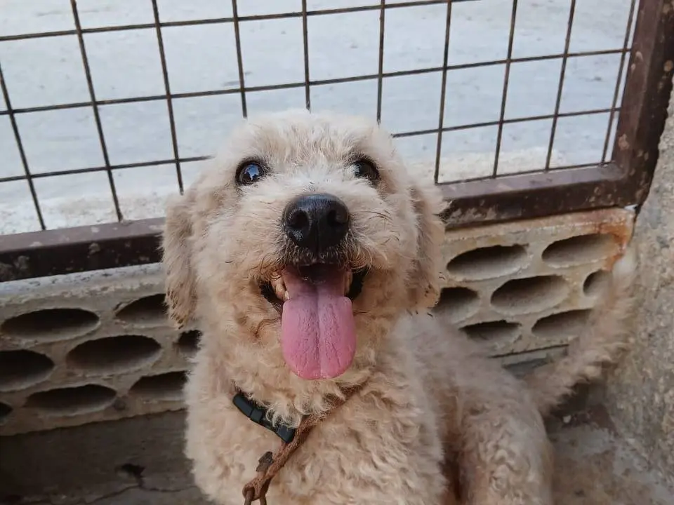 Adozione cane, femmina, Maltese Razza sconosciuta, 3 anni e 10 mesi, taglia piccola, Milano