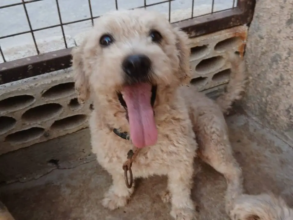 Adotta un cane, femmina, 3 anni e 10 mesi, Milano