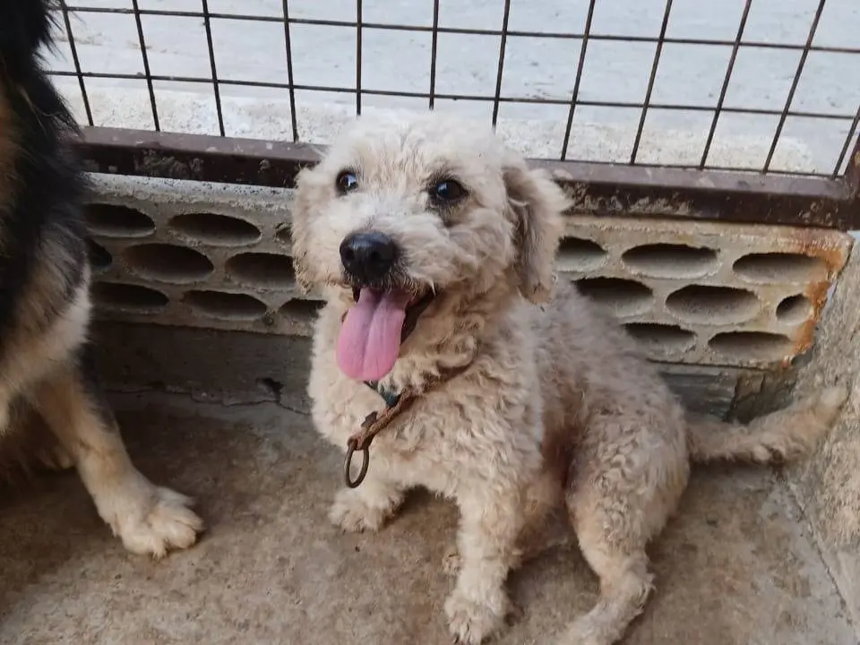 Adotta il cane Lola a Milano