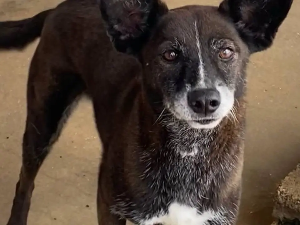 Adozione cane, femmina, Razza sconosciuta Razza sconosciuta, 9 anni e 3 mesi, taglia media contenuta, Latina