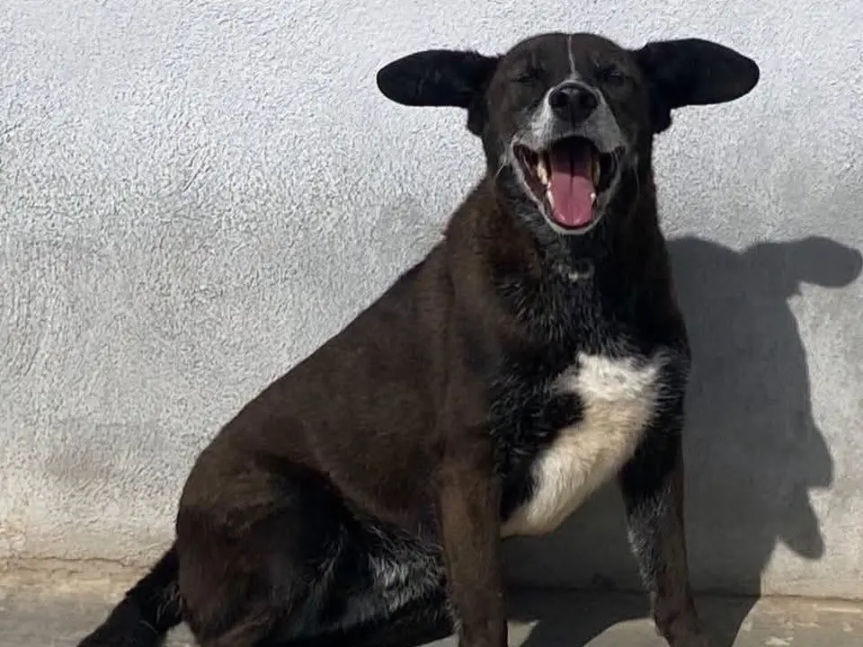 Adotta un cane, femmina, 9 anni e 3 mesi, Latina