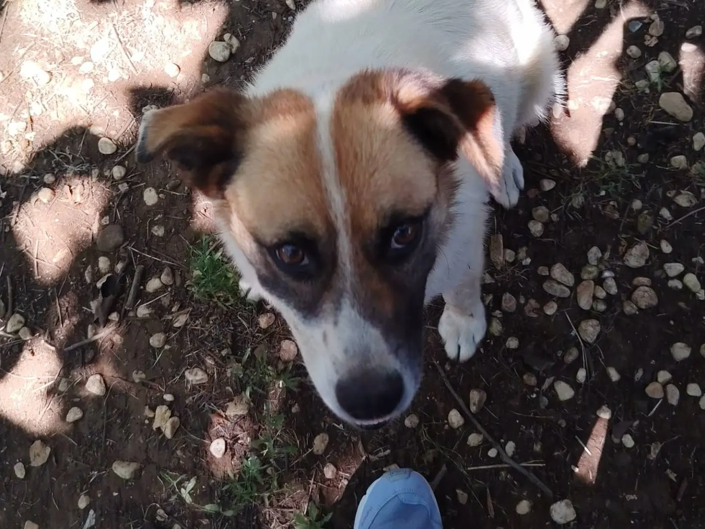 Adotta un cane, taglia media, maschio, Roma