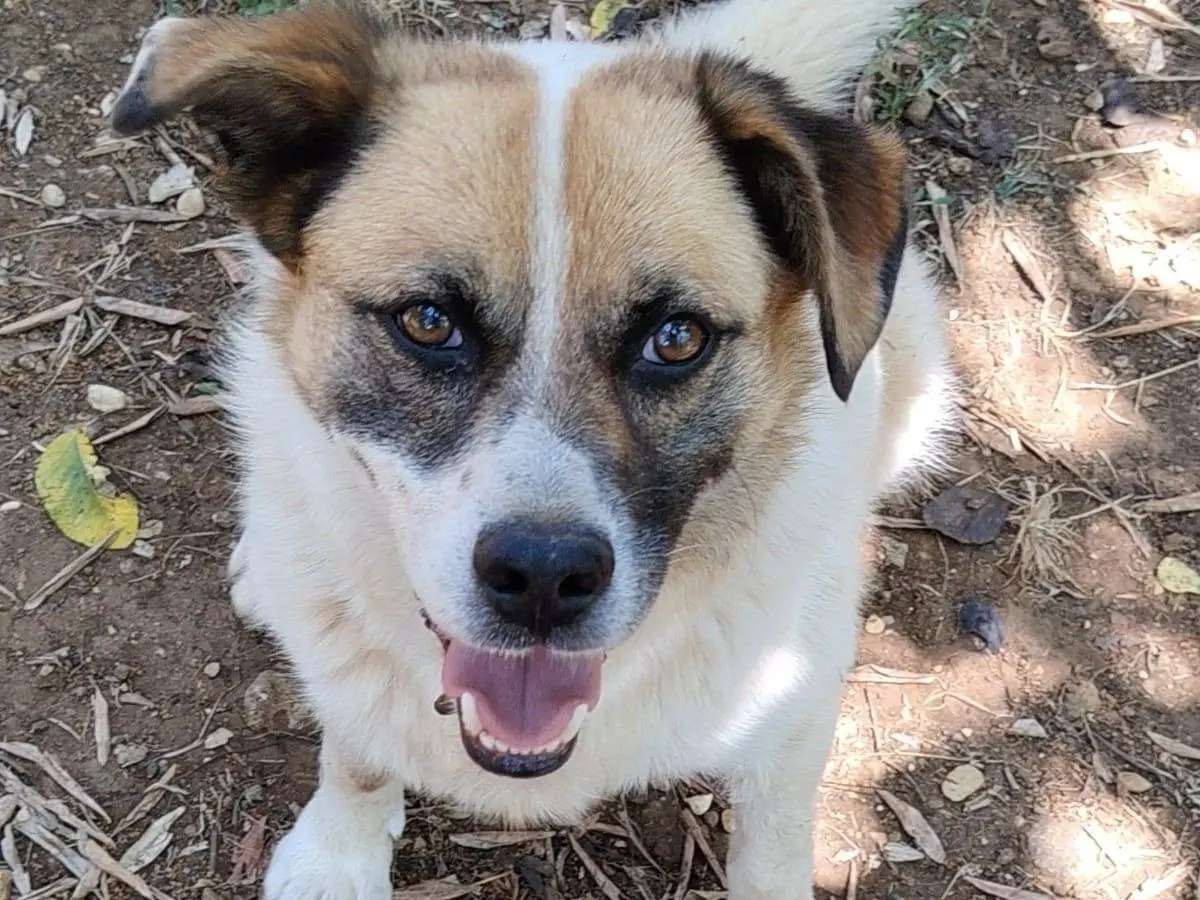 Adozione cane, maschio, Razza sconosciuta Razza sconosciuta, 8 anni e 5 mesi, taglia media, Roma