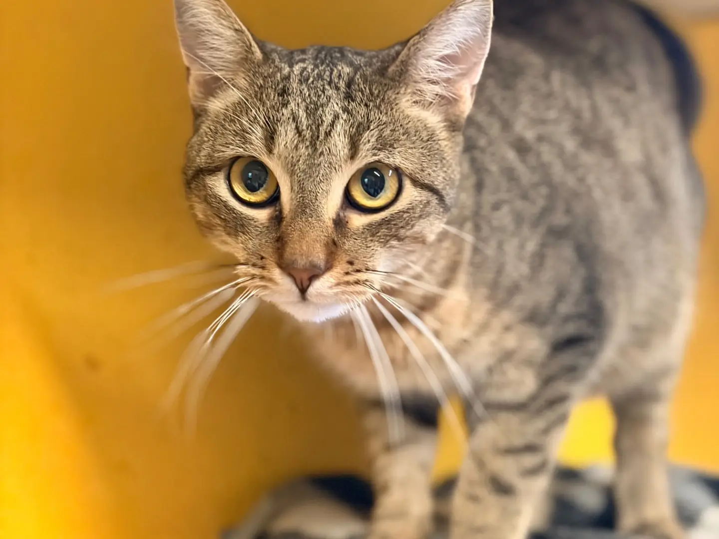 Adozione gatto, maschio, Razza sconosciuta Razza sconosciuta, 1 anno e 9 mesi, taglia non valida, Asti